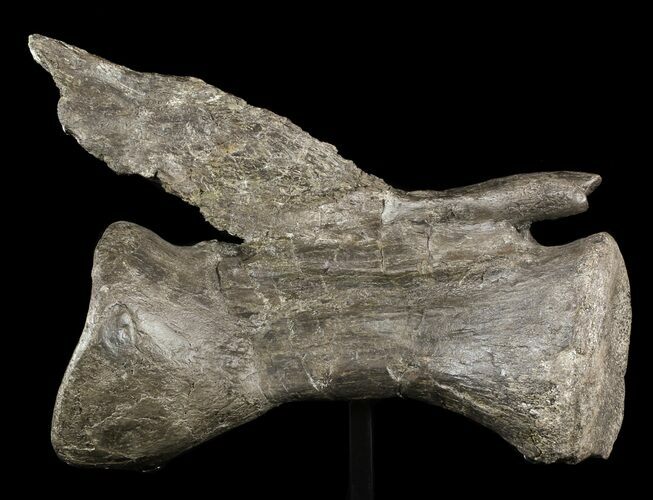 Long Diplodocus Vertebrae On Stand - Wyoming #51393
